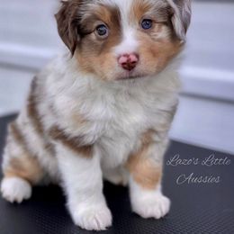 Miniature Australian Shepherd and Toy Australian Shepherd Puppies from Lazo’s Little Aussies