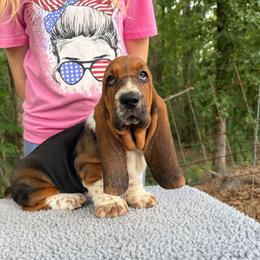 Female 5 - Black brown and white female Basset Hound puppy in Red Bay, Alabama from Maple Street Bassets