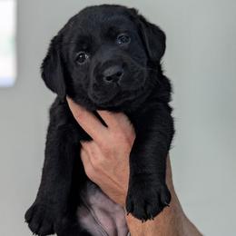 Willow - Black female Labrador Retriever puppy in Lithonia, Georgia from Marmolejos Labs