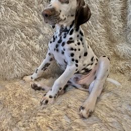 Dalmatian Puppies from City Dals
