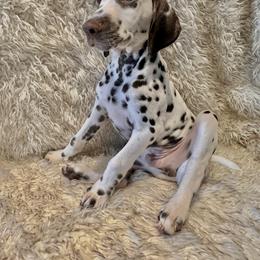 Dalmatian Puppies from City Dals
