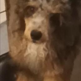 Duke - Gray male Poodle puppy in East Providence, Rhode Island from Marta's Cavaliers