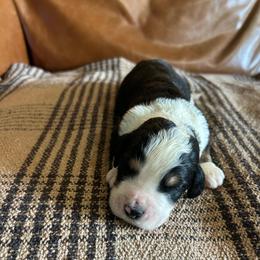 Diesel - Tri-color male Bernedoodle puppy in Arabi, Georgia from Huckadoodle Farm
