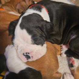 RED COLLAR - Brindle male Boxer puppy in Gloucester, Virginia from Keen Boxers