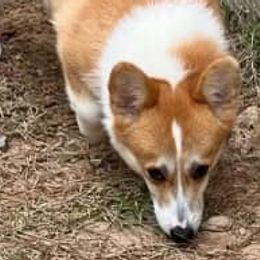 Pembroke Welsh Corgis from PBA Kennel