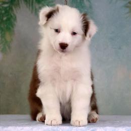 Martini - Red tri-color female Australian Shepherd puppy in Springville, New York from RisingStar Australian Shepherds