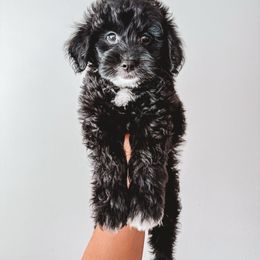 Key Lime Pie (Green Collar) - Black male Goldendoodle puppy in Beaverton, Oregon from Henry Elliots