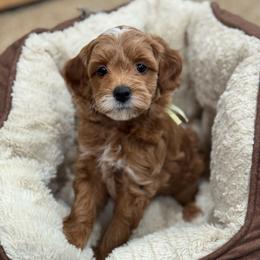 Garlic - Red  female Goldendoodle puppy in Wharton, Texas from Little Fur Friends