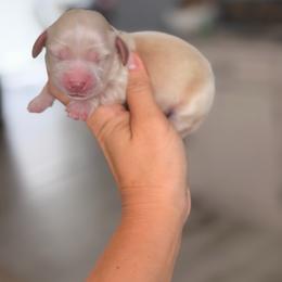 Gus - Cream male Dachshund puppy in Martinsville, Virginia from Ana’s Beautiful Doxies