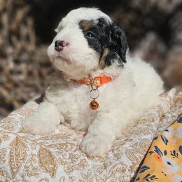 Orca Orange Collar - Black and white male Bernedoodle puppy in Bonham, Texas from Happy Valley Puppies