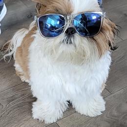 Shih Tzu Puppies from Willow Lane Shih Tzus