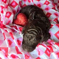 Sprout - male Newfypoo puppy in Mckenzie, Tennessee from Small Town Doodles & Poodles