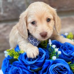 Ash - Cream male Dachshund puppy in Richmond, Virginia from Irresistible Dachshunds