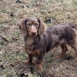 Roane - Dapple male Dachshund puppy in Ottumwa, Iowa from Cross Bar