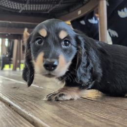 Joe - Black and cream male Dachshund puppy in Spring Hope, North Carolina from Hogan’s Lowrider Hounds