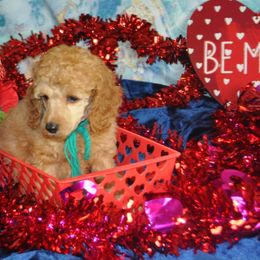 Poodle Puppies from Moyen Majestic Embrace Poodles (MOYEN ME)