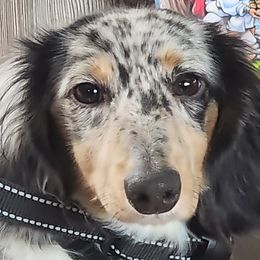 Orrie - Dachshund