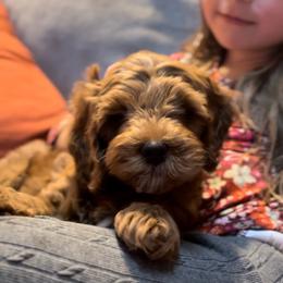 Chai - Goldendoodle