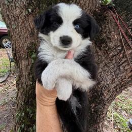Girl 3 - Black tri-color female Australian Shepherd puppy in Lakeland, Florida from Infinite Aussies