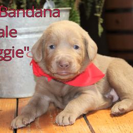 Labrador Retriever Puppies from Silver Dollar Labs