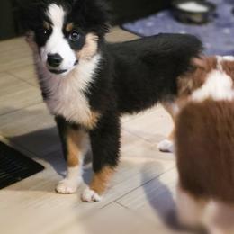 Sierra - Black tri female Miniature American Shepherd puppy in Shreveport   Bossier, Louisiana from Jem Miniature American Shepherds