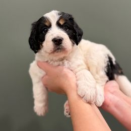 Girl 2 - female Bernedoodle puppy in Anchorage, Alaska from Anchorage Bernedoodles