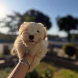 Purple  collar - Wheaten female Miniature Schnauzer puppy in Santa Ana, California from The_K_Schnauzers