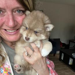 Kenai - Red and white male Pomsky puppy in Rathdrum, Idaho from Smart Pomskies and Frenchies