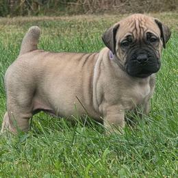 Purple - Brown female Boerboel puppy in Naples, New York from Freedom Boerboels LLC