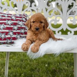 Blue collar boy - Apricot male Goldendoodle puppy in Spokane, Washington from Beloved_doodles_WA