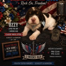 Ozzy - Liver white and tan male English Springer Spaniel puppy in Cookeville, Tennessee from Krossroads Kennel