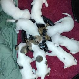 Chihuahua Puppies from Ay Chihuahua's
