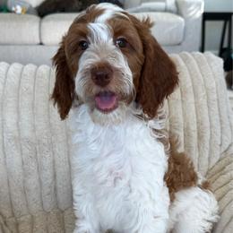 Paisley - Parti female Goldendoodle puppy in Maricopa, Arizona from AZ Designer Goldendoodles