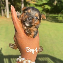 Boy 4 - Blue and gold male Yorkshire Terrier puppy in Louisburg, North Carolina from Nell’s Adorable Yorkshire’s