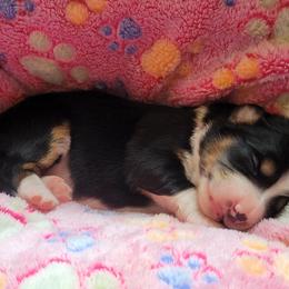 Border Collie, English Setter, and Miniature American Shepherd Puppies from First Harmony Farms
