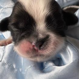Girl3Duchess - Red and white female Shih Tzu puppy in Madras, Oregon from Maridee’s ShihTzu