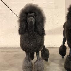 Jackie - Poodle
