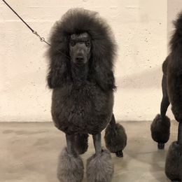 Jackie - Poodle