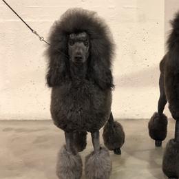 Jackie - Poodle