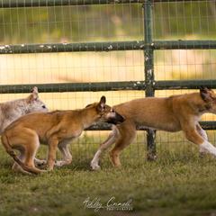 Borzoi Puppies from Rezance Borzoi