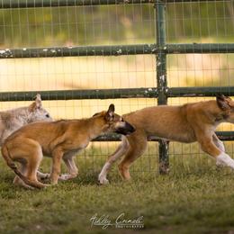 Borzoi Puppies from Rezance Borzoi