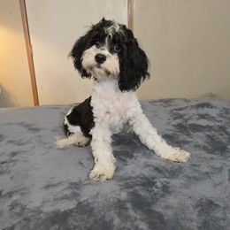 Bandit - Tri-color male Cavapoo puppy in Copan, Oklahoma from Tatums cavapoos