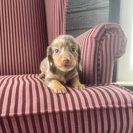 Frito - Dapple male Dachshund puppy in Arthur, Illinois from Chupp’s Puppies