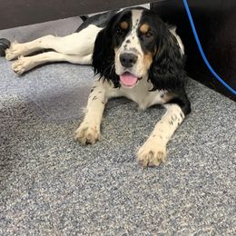 English Springer Spaniel All Grown Up from Wyoming Springer Spaniels