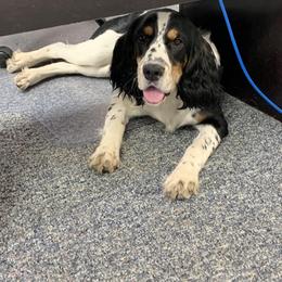 English Springer Spaniel All Grown Up from Wyoming Springer Spaniels