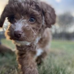 Goldendoodle Puppies from Gracie Doodles CT