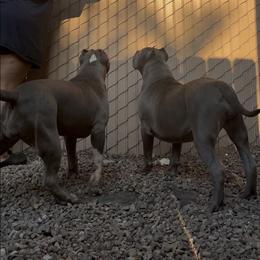 American Bully Puppies from M&M XL Bully Kennel