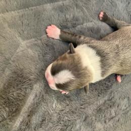 Nikki - Blue female Boston Terrier puppy in Brick Township, New Jersey from Nettles Nuggets