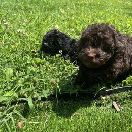 Mal-Shi, Maltese, Maltipoo, Poodle, and Shih Tzu Puppies from Joy-Fur Puppies