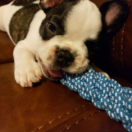 French Bulldog Puppies from Friendly Acres French Bulldogs